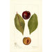 Reproduktion des Gemäldes Prunus domestica Pander - Deborah Griscom Passmore
