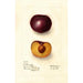 Prunus domestica Simon - Deborah Griscom Passmore — Ansicht des Kunstwerks