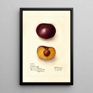Deborah Griscom Passmore - Prunus domestica Simon.webp
