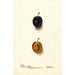 Prunus domestica Thanksgiving Prune - Deborah Griscom Passmore — Ansicht des Kunstwerks