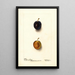 Prunus domestica Thanksgiving Prune - Deborah Griscom Passmore — gerahmtes Bild an der Wand