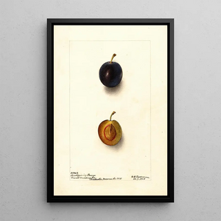 Deborah Griscom Passmore - Prunus domestica Thanksgiving Prune.webp