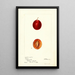 Reproduktion des Gemäldes Prunus domestica Truro - Deborah Griscom Passmore