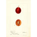 Reproduktion des Gemäldes Prunus domestica Truro - Deborah Griscom Passmore