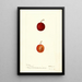 Reproduktion des Gemäldes Prunus domestica Warren - Deborah Griscom Passmore