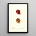 Reproduktion des Gemäldes Prunus domestica Wyant - Deborah Griscom Passmore