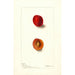 Reproduktion des Gemäldes Prunus domestica Wyant - Deborah Griscom Passmore