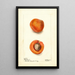 Prunus mume Blenheim - Deborah Griscom Passmore — gerahmtes Bild an der Wand