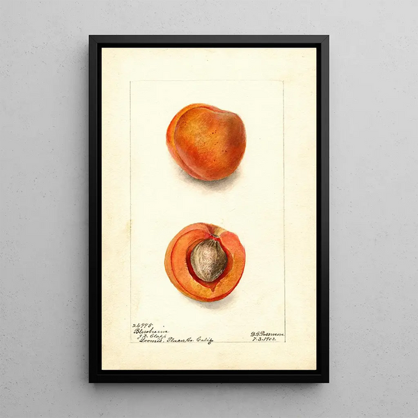 Prunus mume Blenheim - Deborah Griscom Passmore — gerahmtes Bild an der Wand