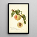 Reproduktion des Gemäldes Prunus persica Chinese - Deborah Griscom Passmore