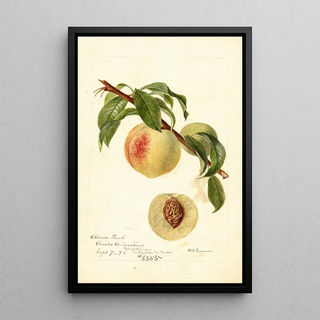 Deborah Griscom Passmore - Prunus persica Chinese.webp