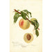 Reproduktion des Gemäldes Prunus persica Chinese - Deborah Griscom Passmore