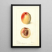 Prunus persica Connett - Deborah Griscom Passmore — gerahmtes Bild an der Wand