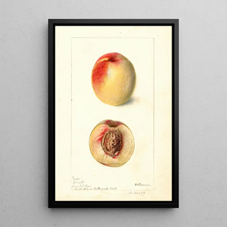 Deborah Griscom Passmore - Prunus persica Connett.webp