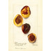 Reproduktion des Gemäldes Prunus persica Elberta - Deborah Griscom Passmore