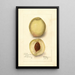Prunus persica Iron Mountain - Deborah Griscom Passmore — gerahmtes Bild an der Wand