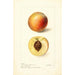 Reproduktion des Gemäldes Prunus persica Mammoth Strawberry - Deborah Griscom Passmore