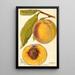 Prunus persica Marcella - Deborah Griscom Passmore — Ansicht des Kunstwerks
