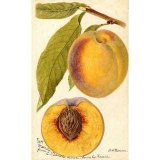 Deborah Griscom Passmore - Prunus persica Marcella.webp