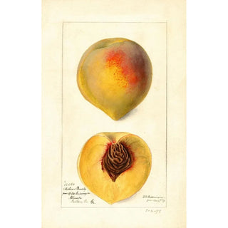 Deborah Griscom Passmore - Prunus persica Mathews Beauty.webp