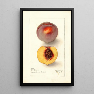 Deborah Griscom Passmore - Prunus persica Micado.webp