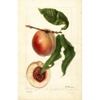 Deborah Griscom Passmore - Prunus persica Nysson.webp
