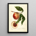 Prunus persica Nysson - Deborah Griscom Passmore — gerahmtes Bild an der Wand