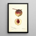 Prunus persica Rodgers - Deborah Griscom Passmore — gerahmtes Bild an der Wand