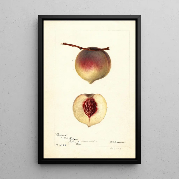 Prunus persica Rodgers - Deborah Griscom Passmore — gerahmtes Bild an der Wand