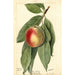 Prunus persica Sneed - Deborah Griscom Passmore — Ansicht des Kunstwerks