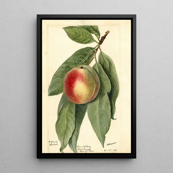 Prunus persica Sneed - Deborah Griscom Passmore — gerahmtes Bild an der Wand