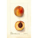 Reproduktion des Gemäldes Prunus persica Worthen - Deborah Griscom Passmore