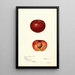 Prunus simonii - Deborah Griscom Passmore — gerahmtes Bild an der Wand