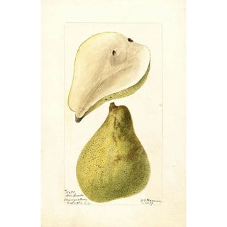 Deborah Griscom Passmore - Pyrus communis Arbre Courbe.webp