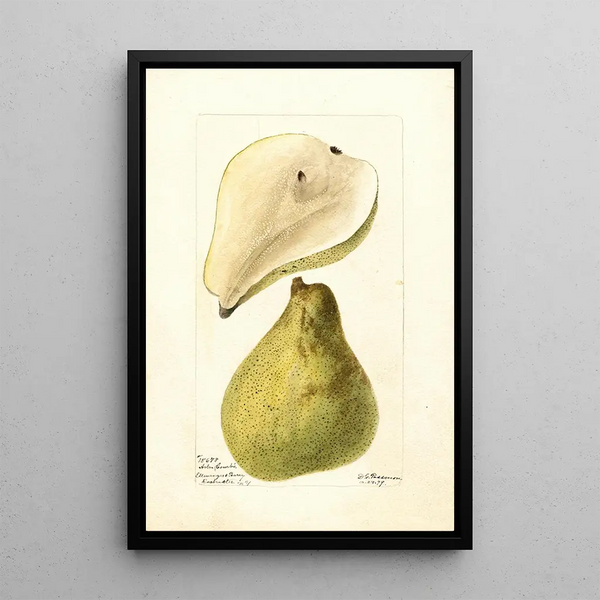 Pyrus communis Baum Kurve - Deborah Griscom Passmore — gerahmtes Bild an der Wand