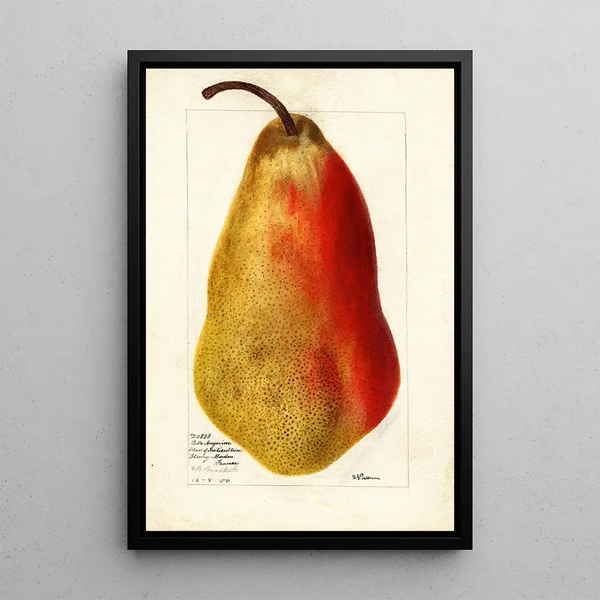 Reproduktion des Gemäldes Pyrus communis Belle Angevine - Deborah Griscom Passmore