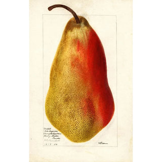 Deborah Griscom Passmore - Pyrus communis Belle Angevine.webp