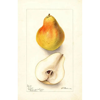 Deborah Griscom Passmore - Pyrus communis Dorsett.webp