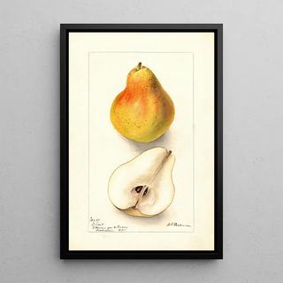 Deborah Griscom Passmore - Pyrus communis Dorsett.webp