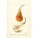 Pyrus communis Jargonelle française - Deborah Griscom Passmore — Ansicht des Kunstwerks