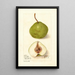 Pyrus communis Hollande - Deborah Griscom Passmore — gerahmtes Bild an der Wand
