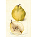 Pyrus communis Johnsons Nameless Winter - Deborah Griscom Passmore — Ansicht des Kunstwerks