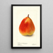 Pyrus communis König Karl von Wurtemberg - Deborah Griscom Passmore — gerahmtes Bild an der Wand