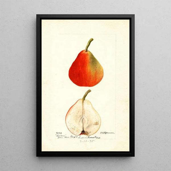 Pyrus communis Lawson - Deborah Griscom Passmore — gerahmtes Bild an der Wand