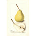 Pyrus communis Madame Treyve - Deborah Griscom Passmore — Ansicht des Kunstwerks