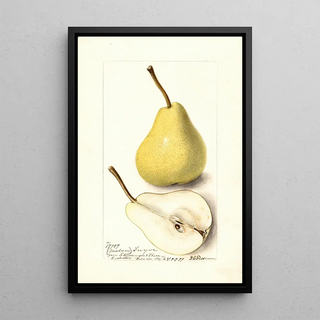 Deborah Griscom Passmore - Pyrus communis Madam Treyve.webp