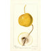Pyrus communis Mikado - Deborah Griscom Passmore — Ansicht des Kunstwerks