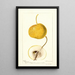 Pyrus communis Mikado - Deborah Griscom Passmore — gerahmtes Bild an der Wand