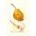 Reproduktion des Gemäldes Pyrus communis Président Gilbert - Deborah Griscom Passmore