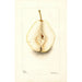 Pyrus communis Rossney - Deborah Griscom Passmore — Ansicht des Kunstwerks